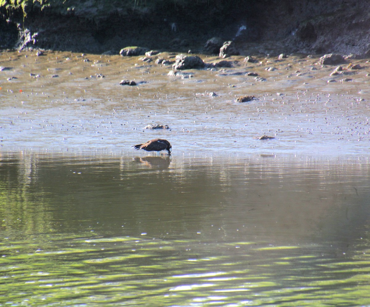 Balbuzard pêcheur (carolinensis) - ML641302846