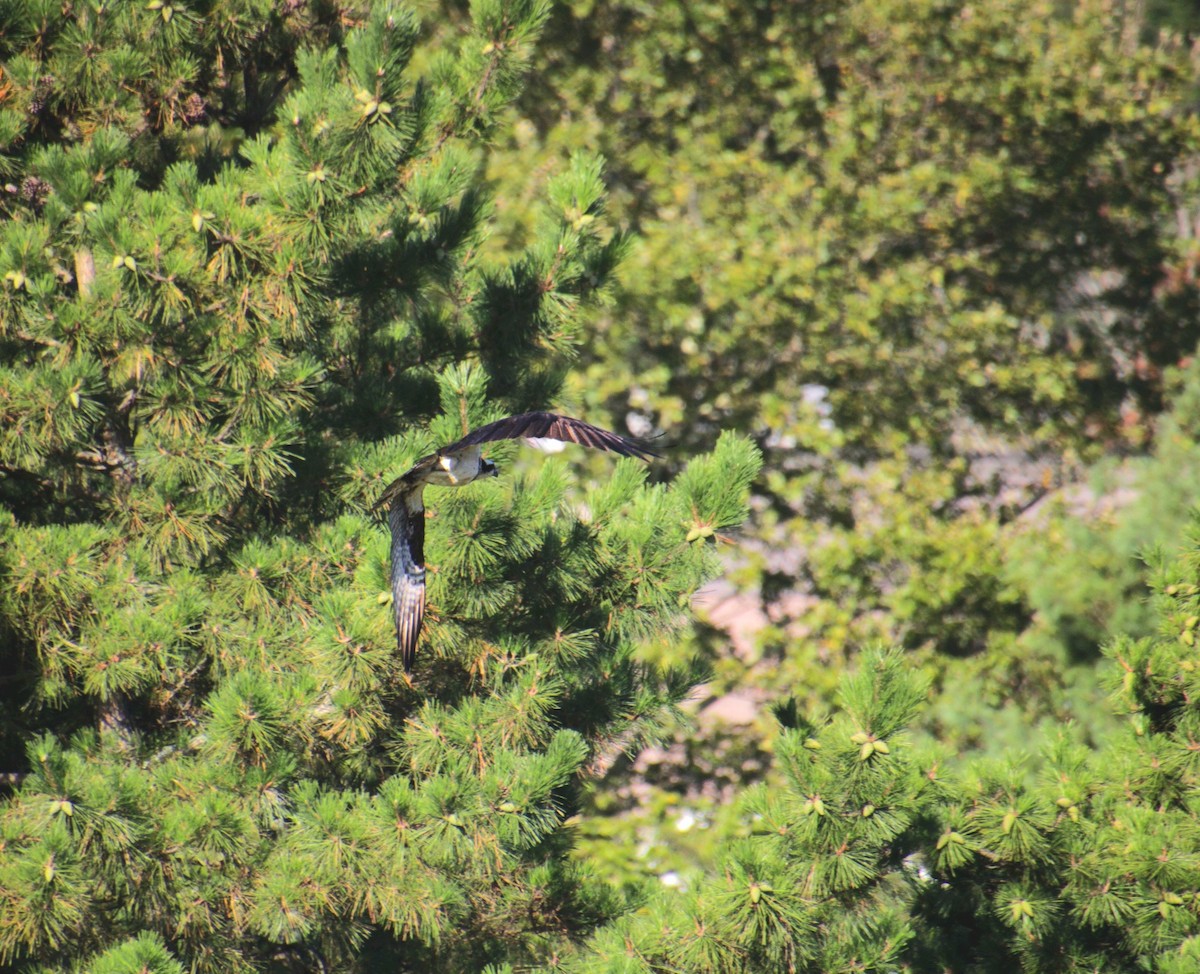 Balbuzard pêcheur (carolinensis) - ML641302847