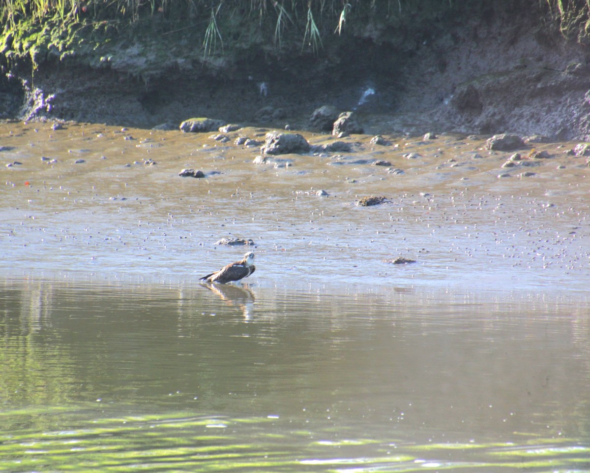 Balbuzard pêcheur (carolinensis) - ML641302848