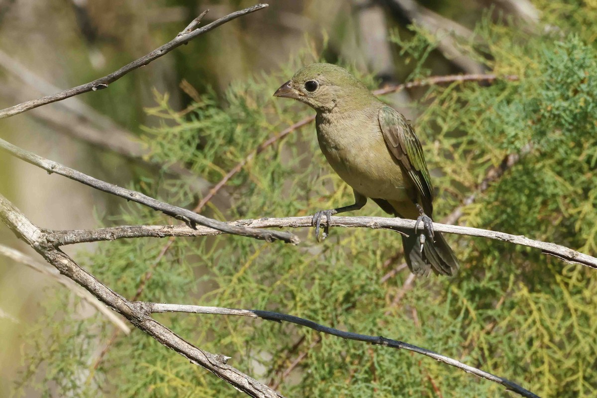 Passerin nonpareil - ML641302856
