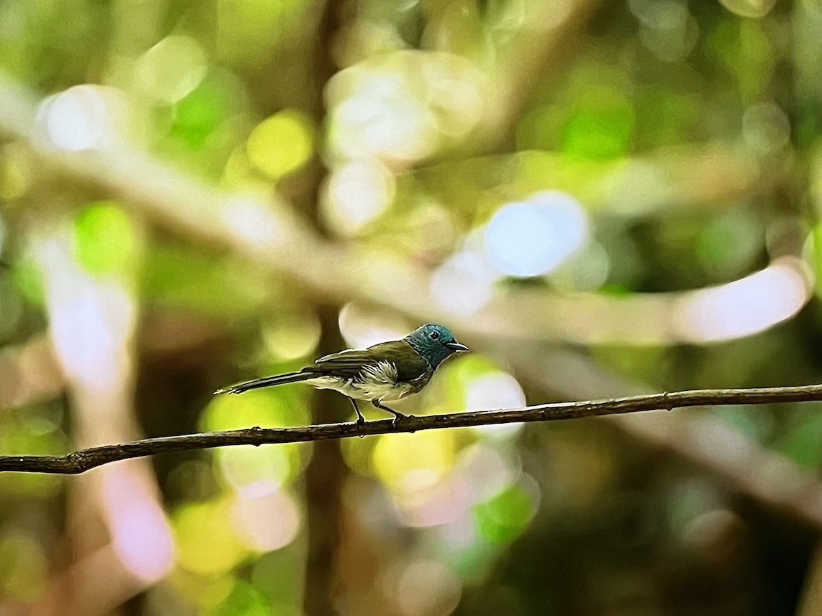 Black-naped Monarch - ML641302870