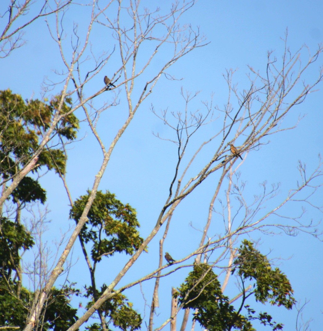 American Robin - ML641302872