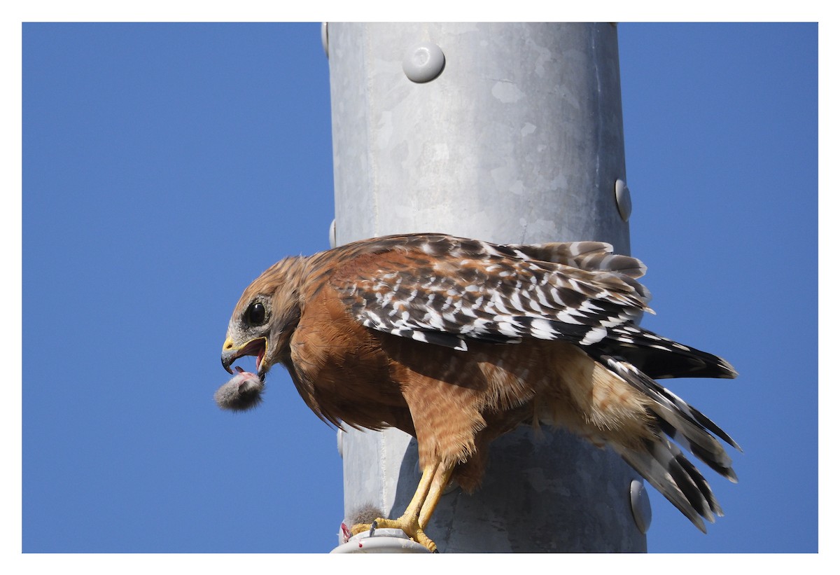 káně páskovaná - ML641302903