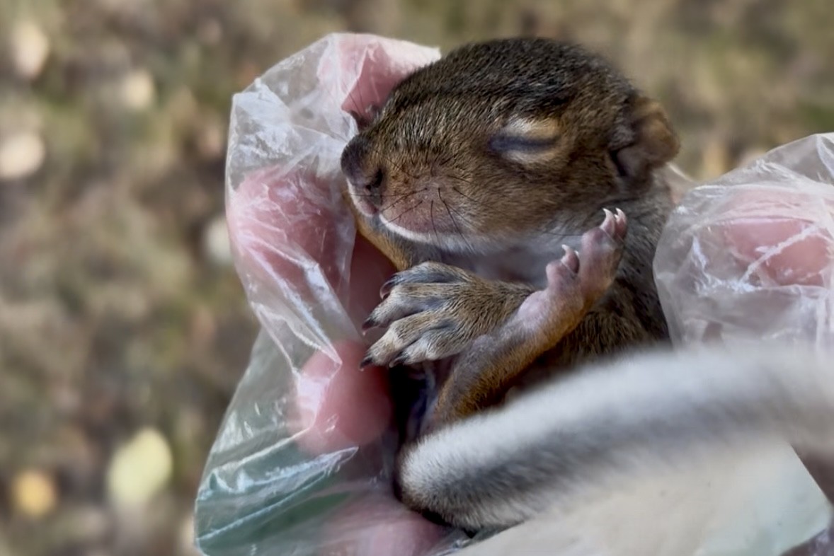 Animals - ML641302908