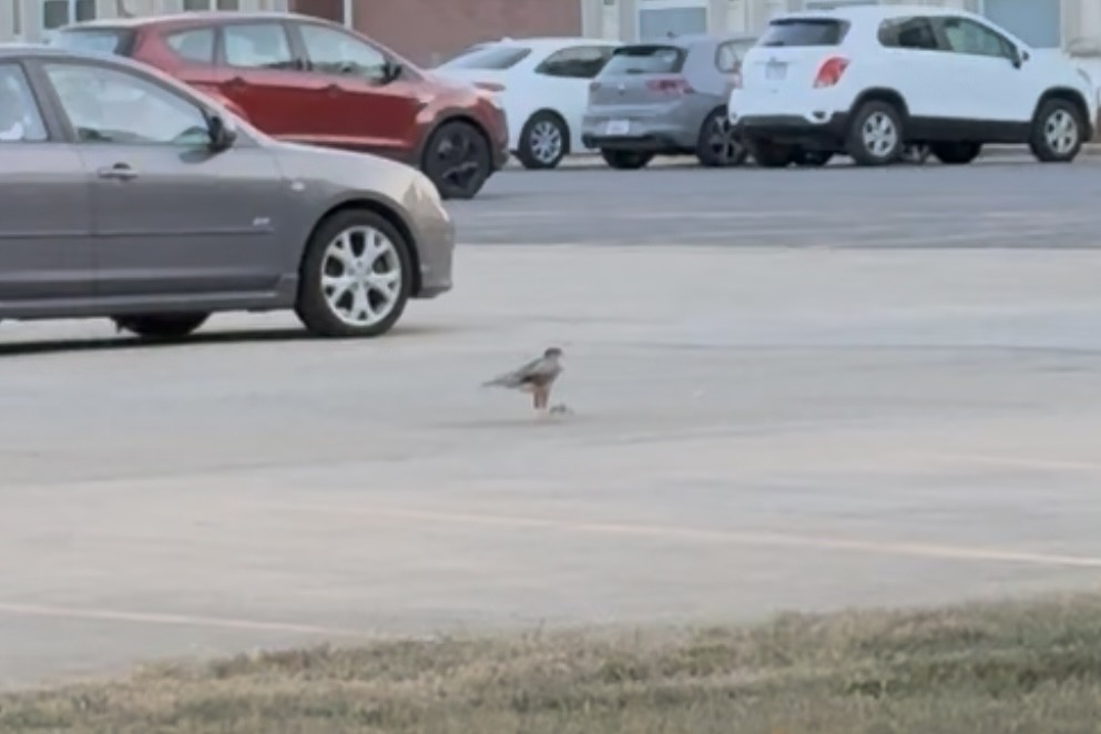 Cooper's Hawk - ML641302914