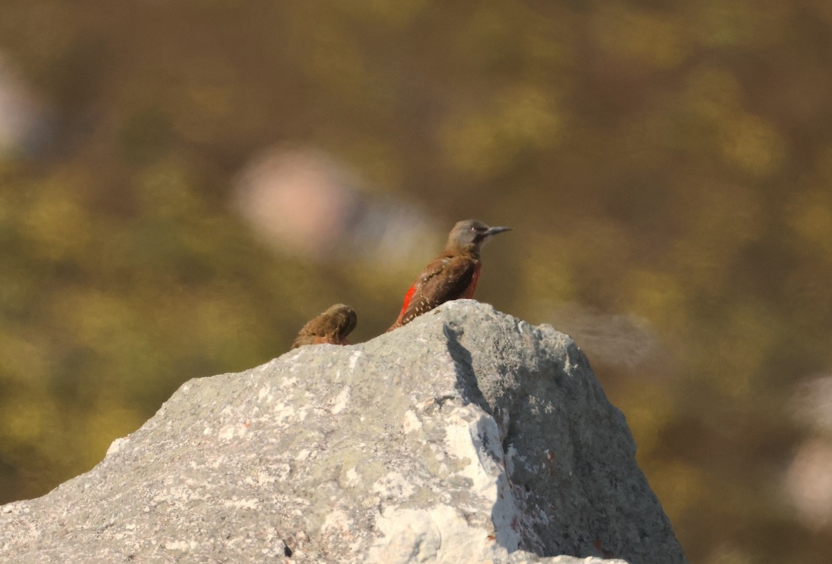 Ground Woodpecker - ML641302930