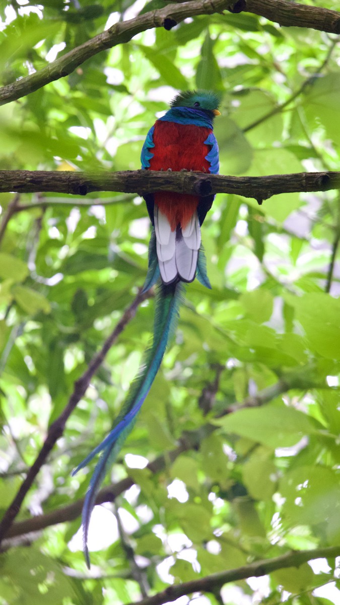 kvesal chocholatý (ssp. mocinno) - ML641302936