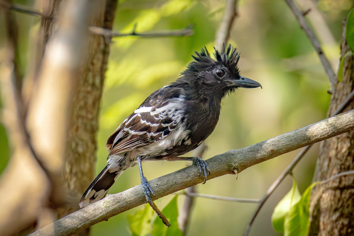 Black-backed Antshrike - ML641302952