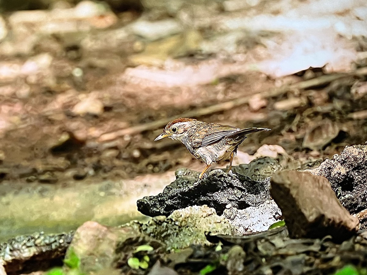 Puff-throated Babbler - ML641302958