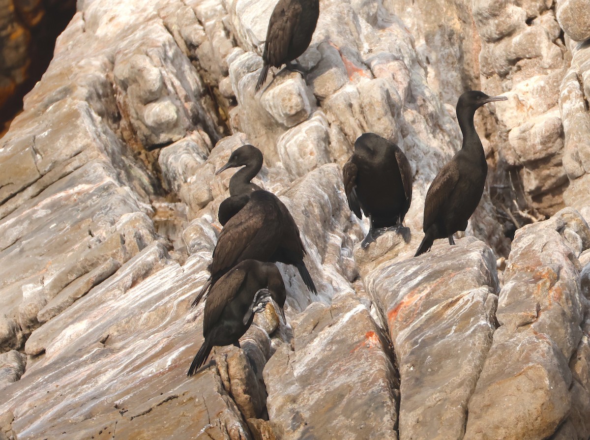 Cormoran des bancs - ML641302989