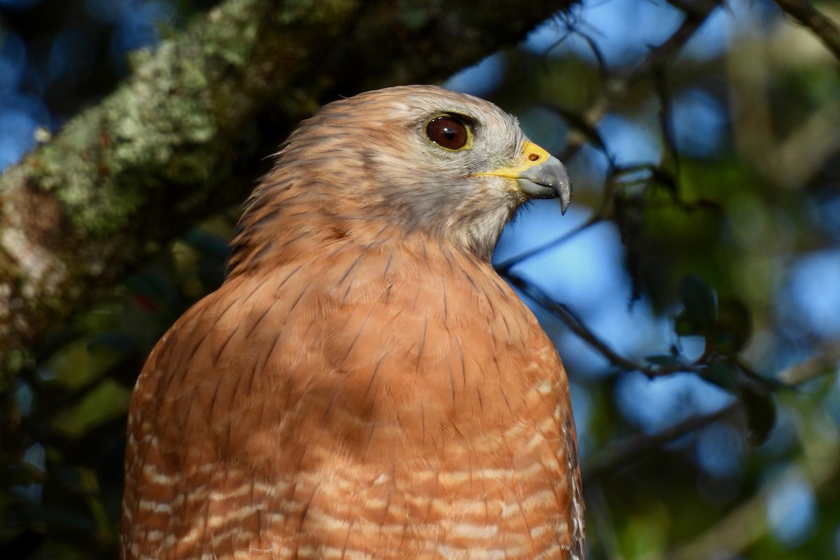 Rotschulterbussard - ML641303001