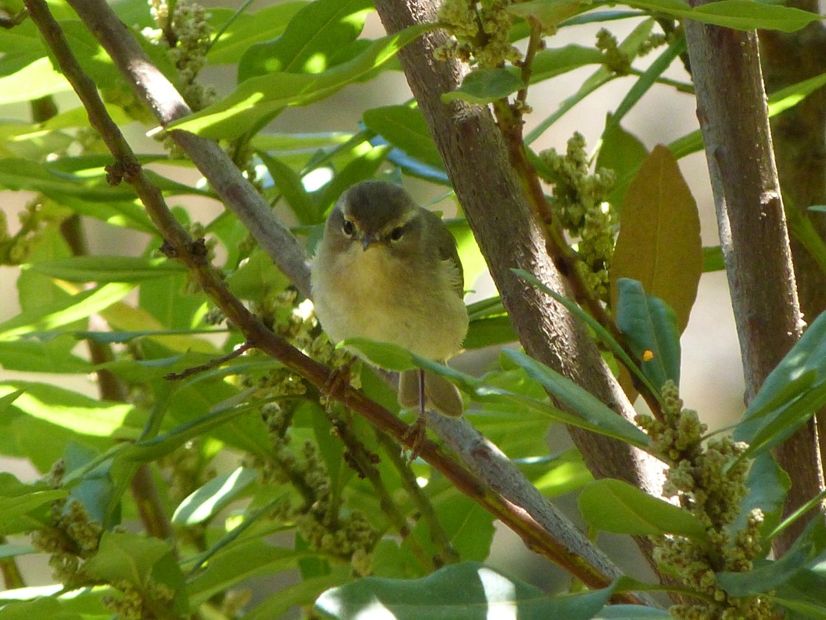 Canary Islands Chiffchaff - ML641303007