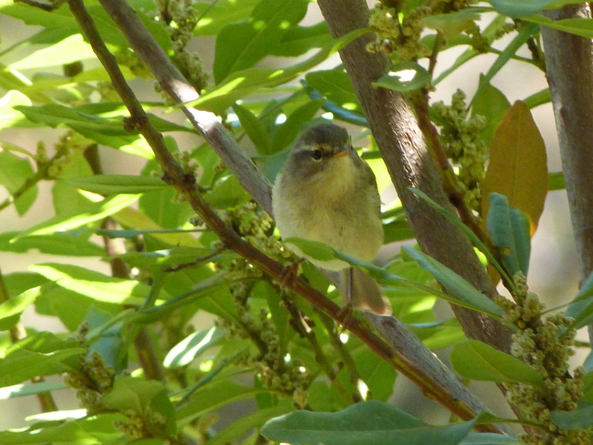 Canary Islands Chiffchaff - ML641303008