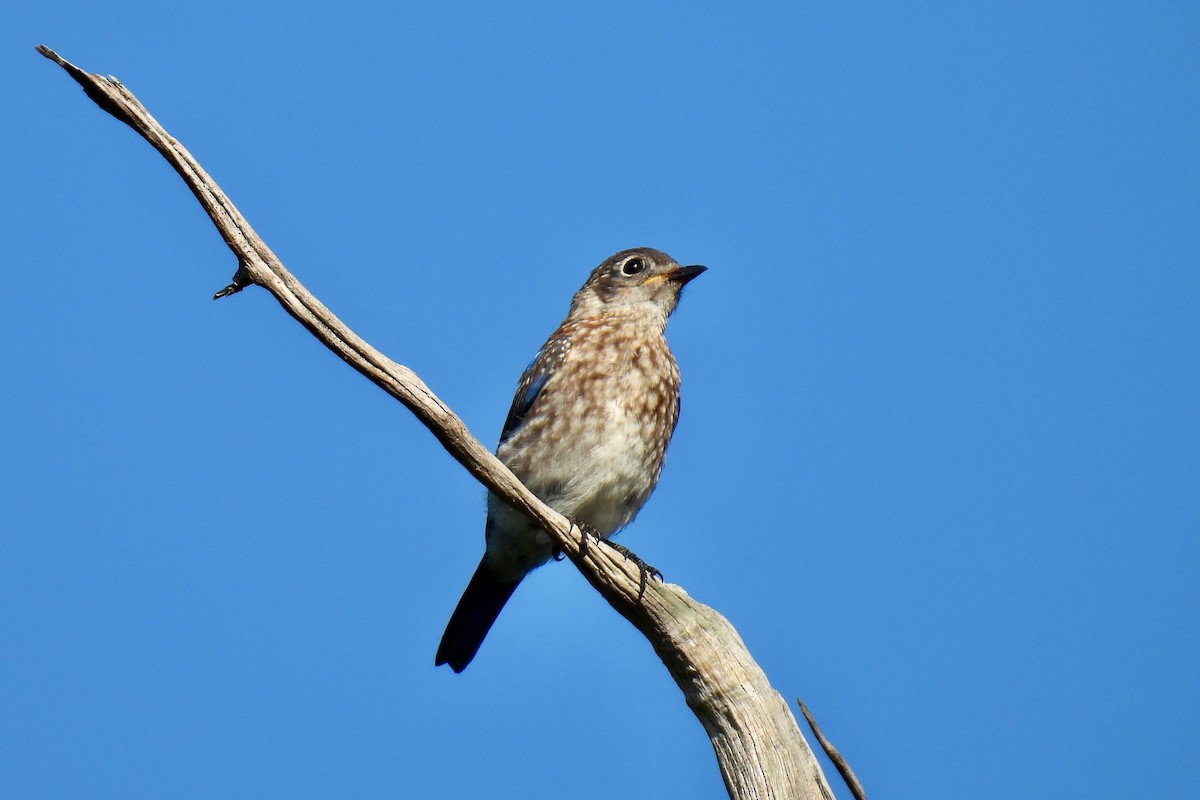 Eastern Bluebird - ML641303030