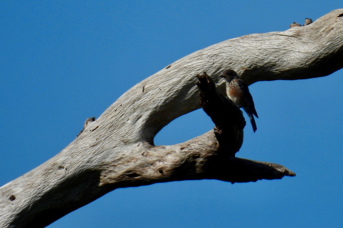Eastern Bluebird - ML641303031