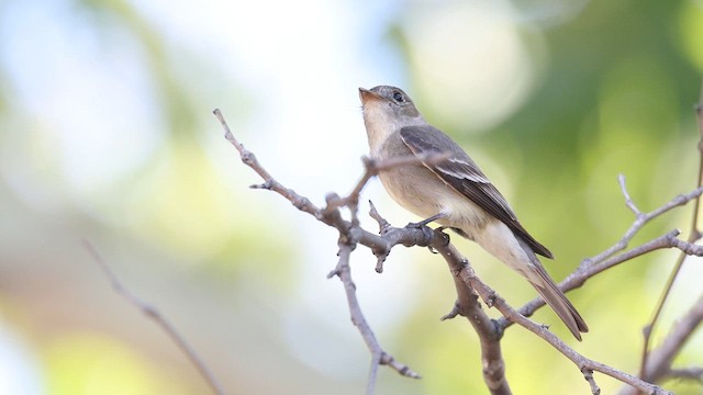 Batılı Tropikal Pivi - ML641303039