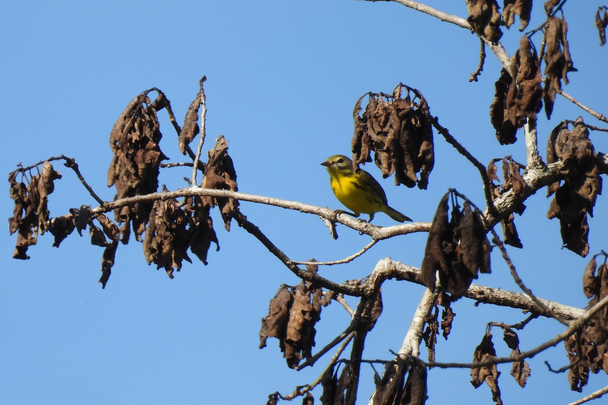 buskparula - ML641303049