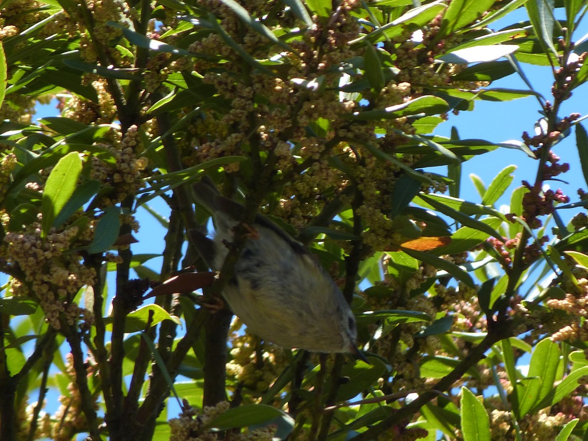 Goldcrest (Tenerife) - ML641303051