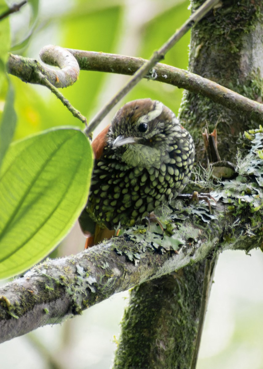 Pearled Treerunner - ML641303067