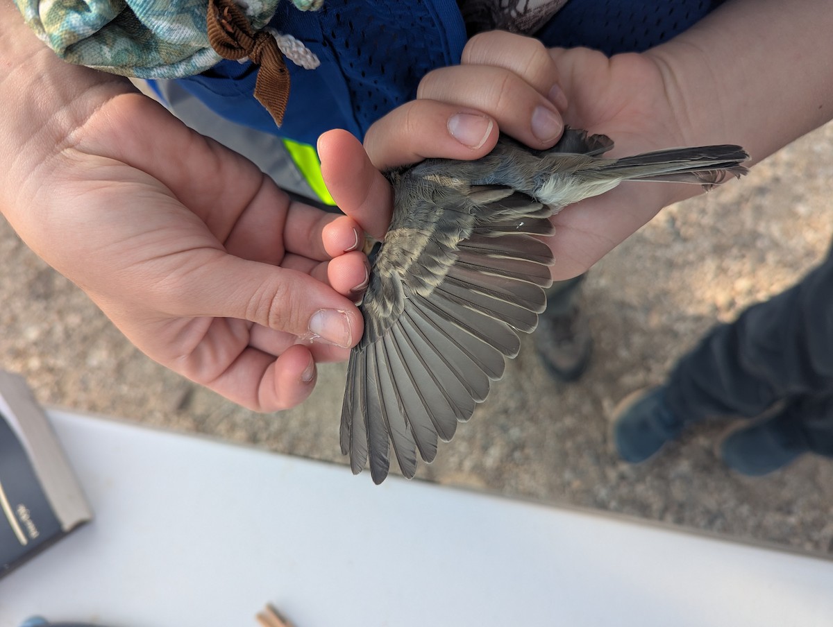 Gray Flycatcher - ML641303081