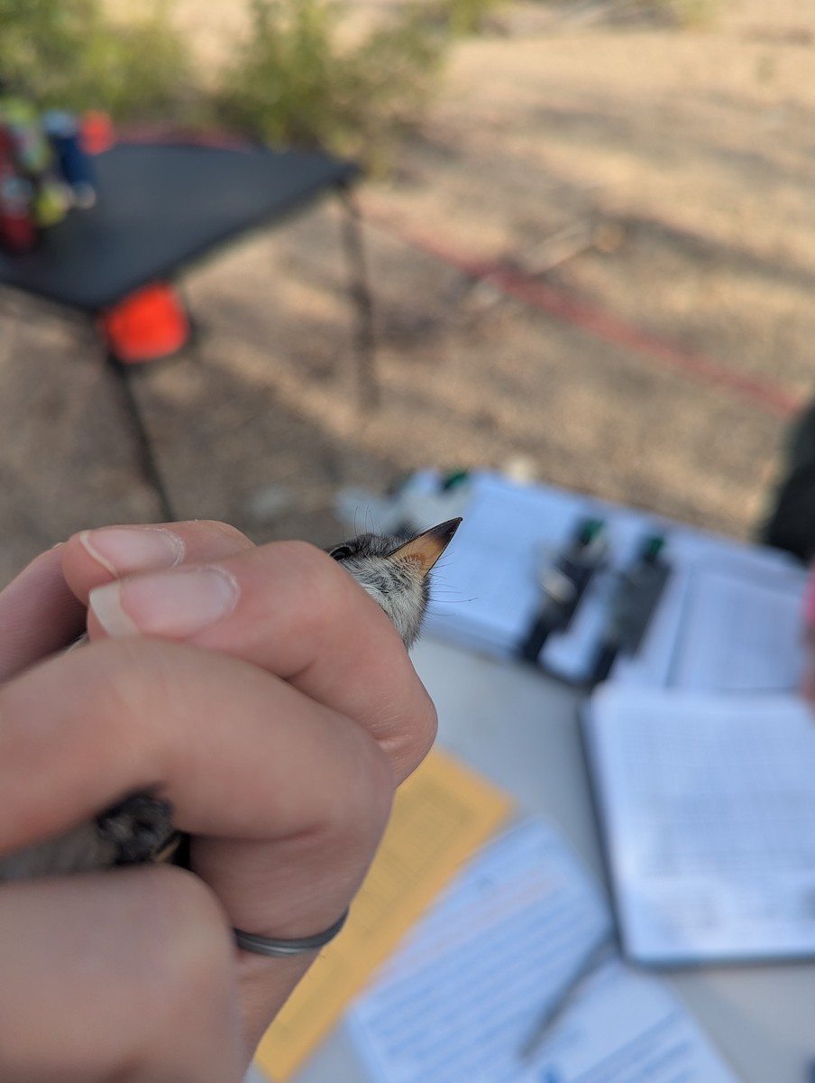 Gray Flycatcher - ML641303082