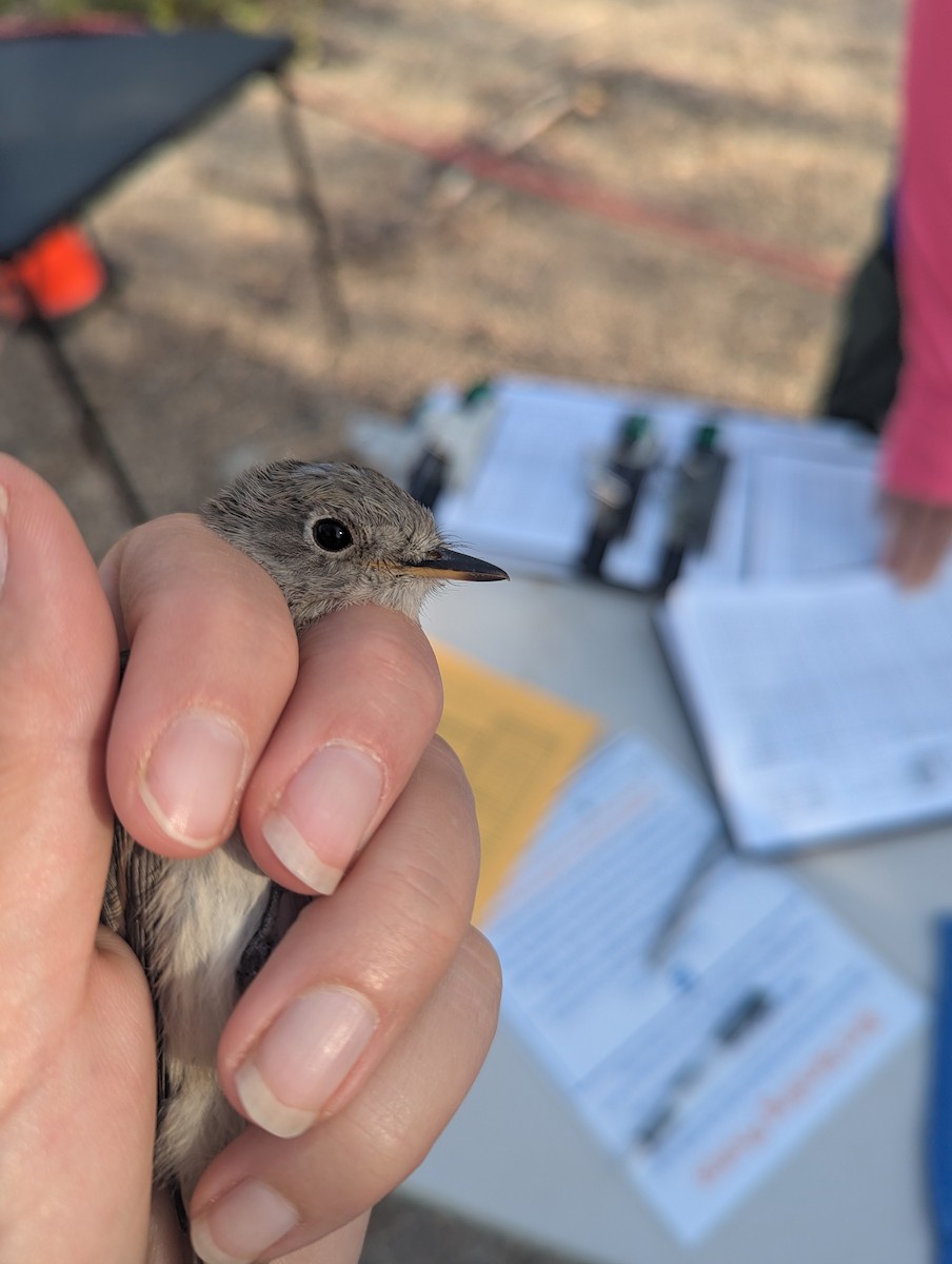 Gray Flycatcher - ML641303083
