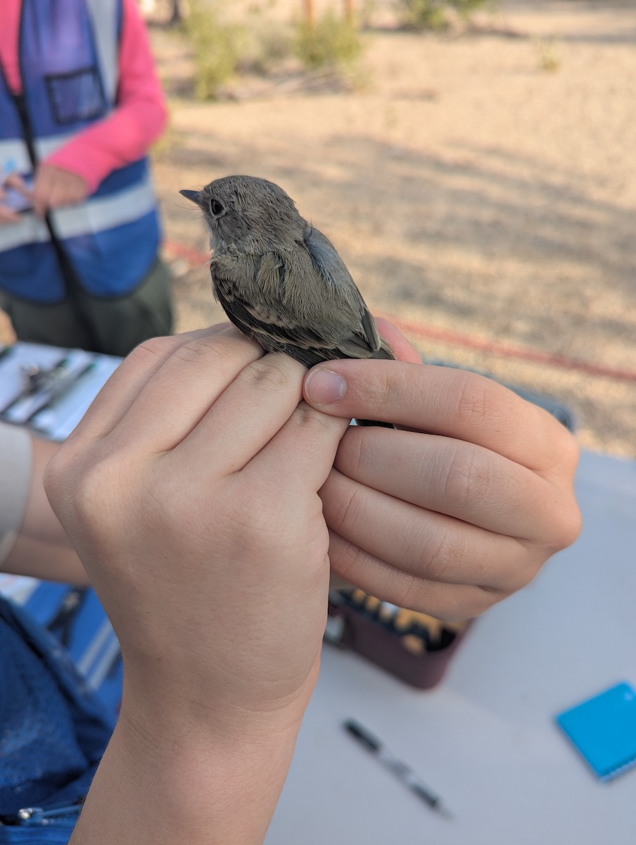 Gray Flycatcher - ML641303084