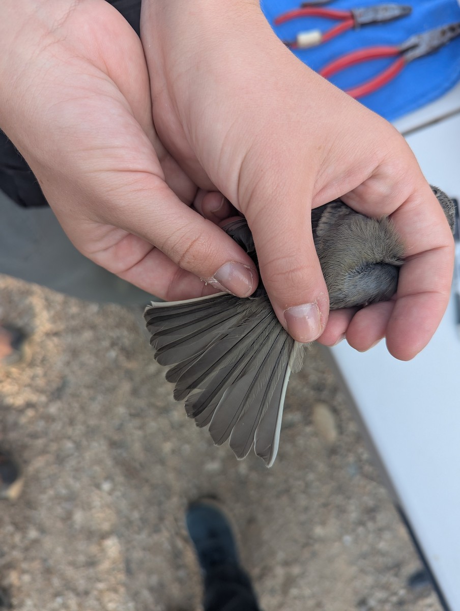 Gray Flycatcher - ML641303085