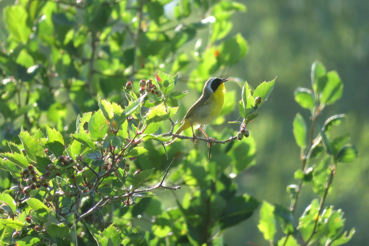 Common Yellowthroat - ML641303122