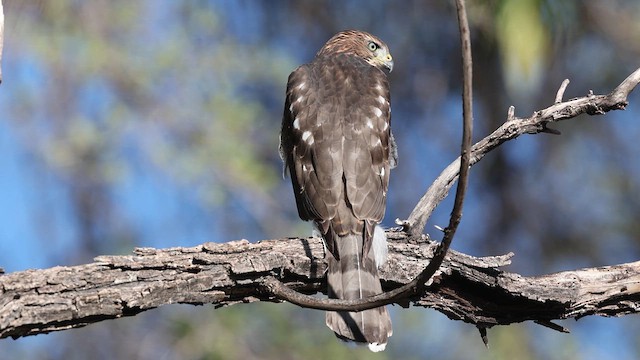 Cooper's Hawk - ML641303163