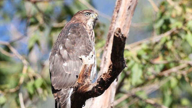 Cooper's Hawk - ML641303164