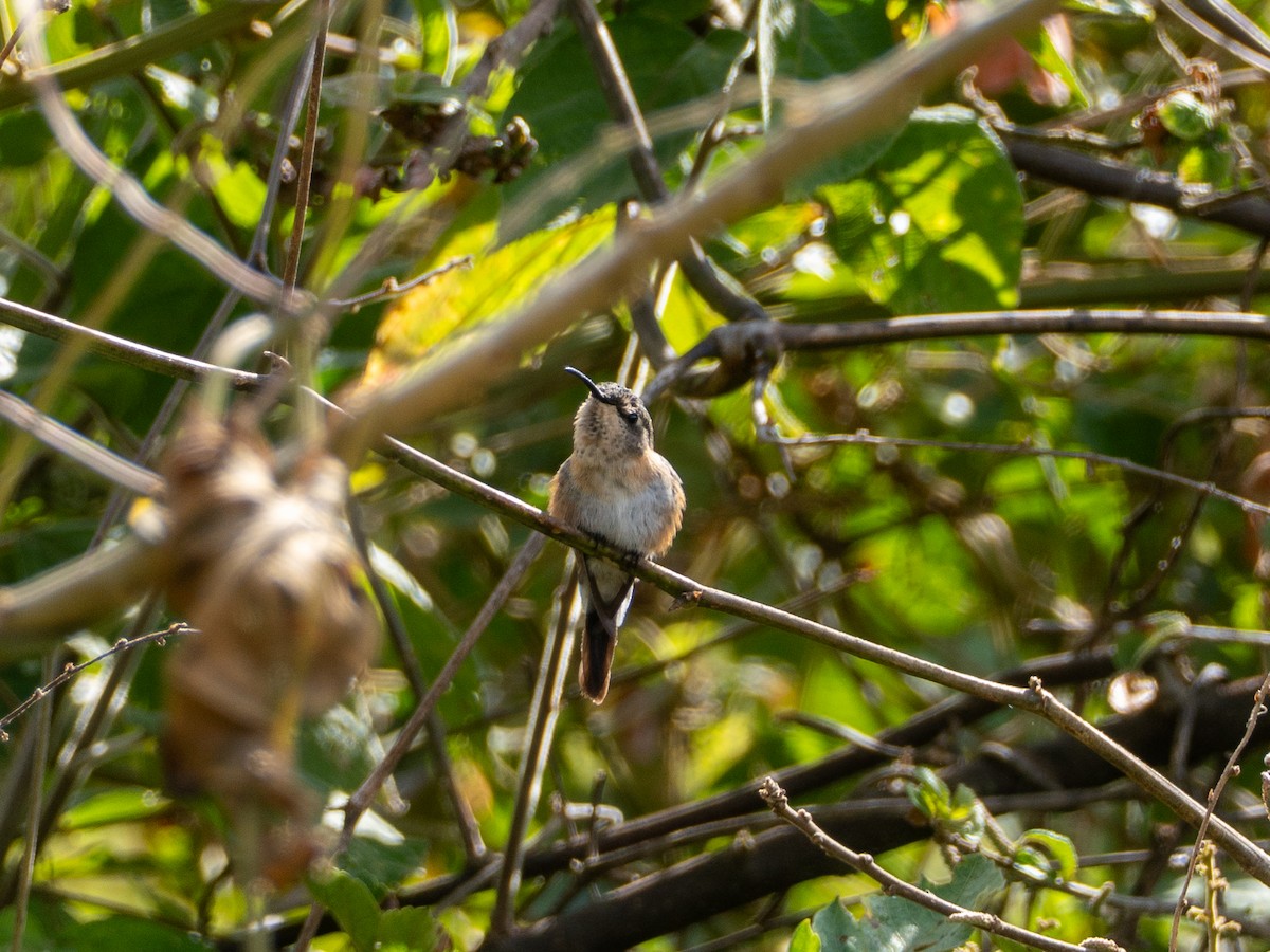 kalypta duhovohrdlá - ML641303176
