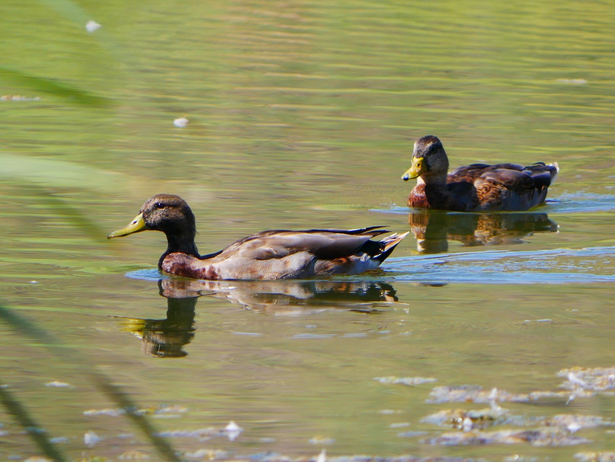 Mallard x Mexican Duck (hybrid) - ML641303211