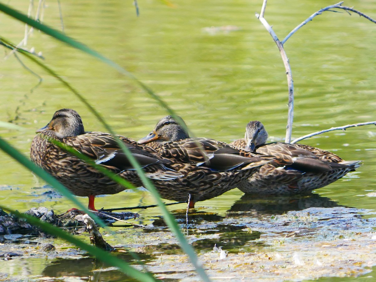Mallard x Mexican Duck (hybrid) - ML641303212