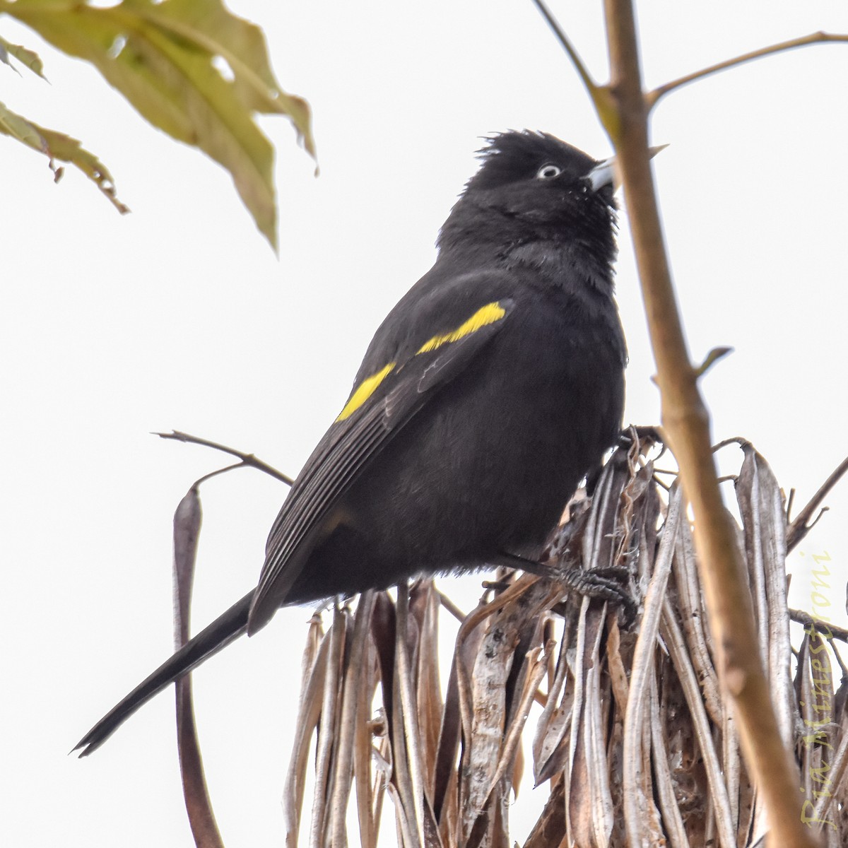 Golden-winged Cacique - ML641303215