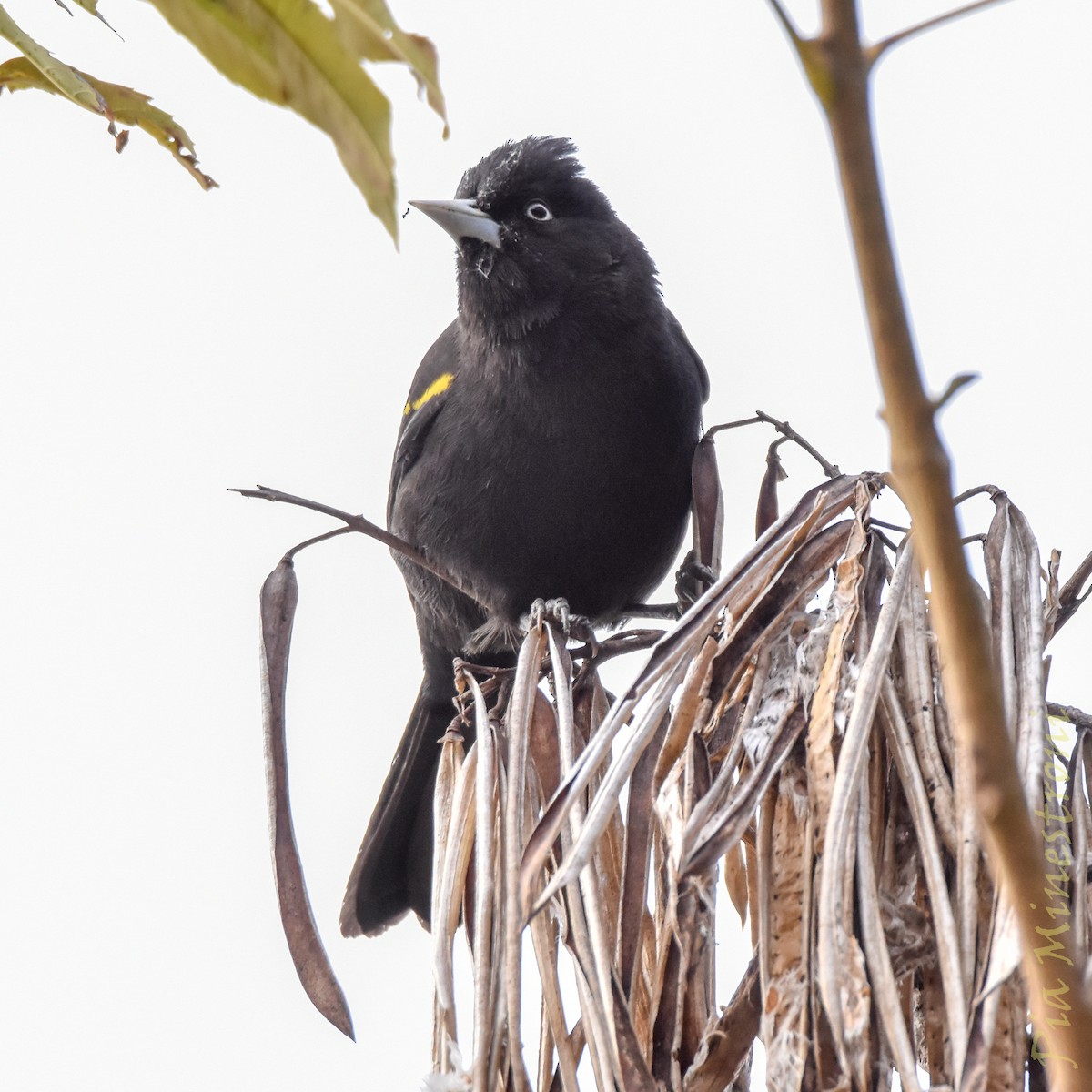Golden-winged Cacique - ML641303216