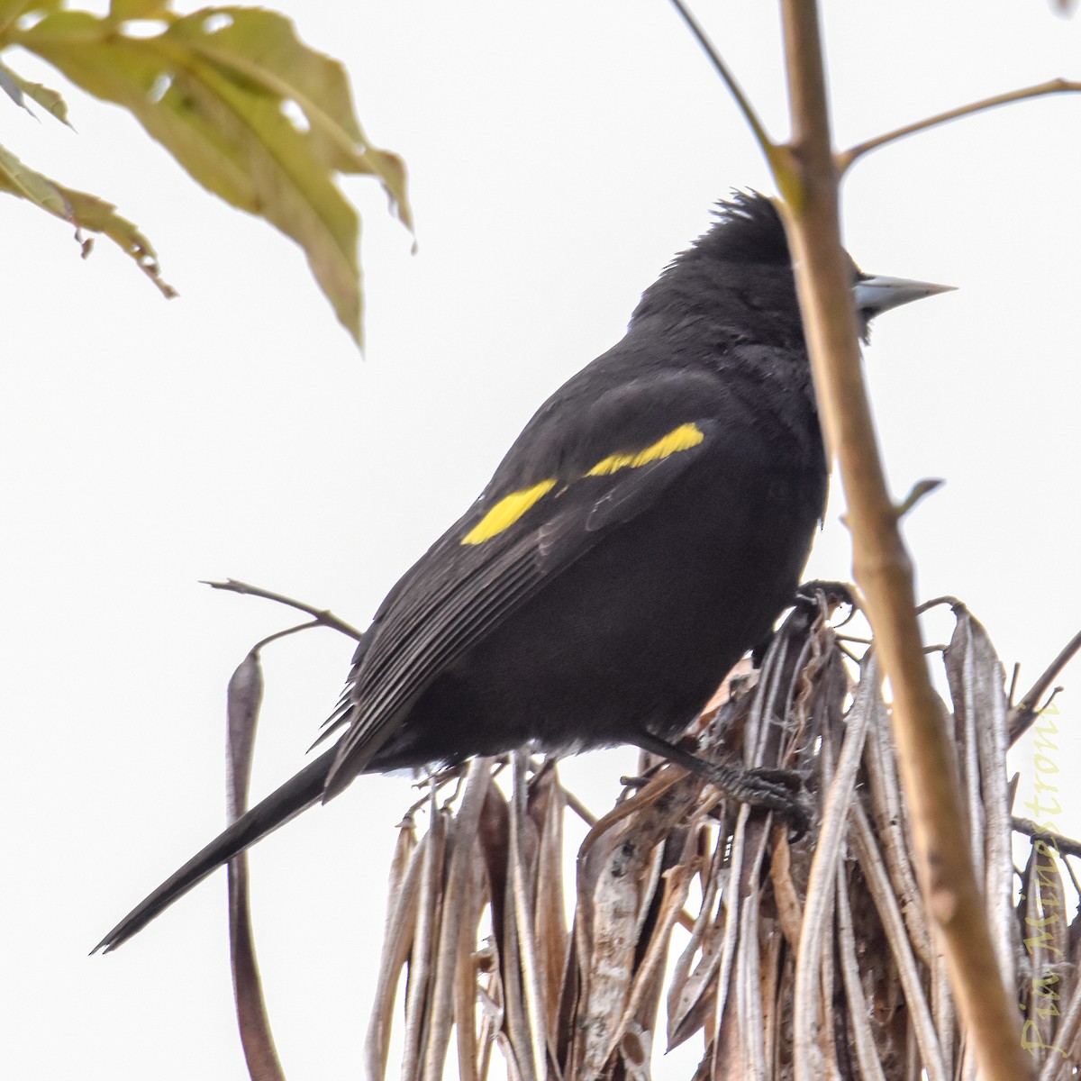 Golden-winged Cacique - ML641303217
