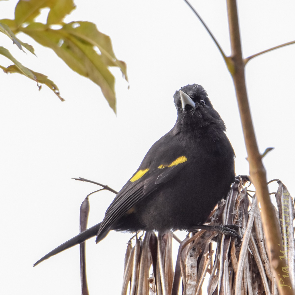 Golden-winged Cacique - ML641303218
