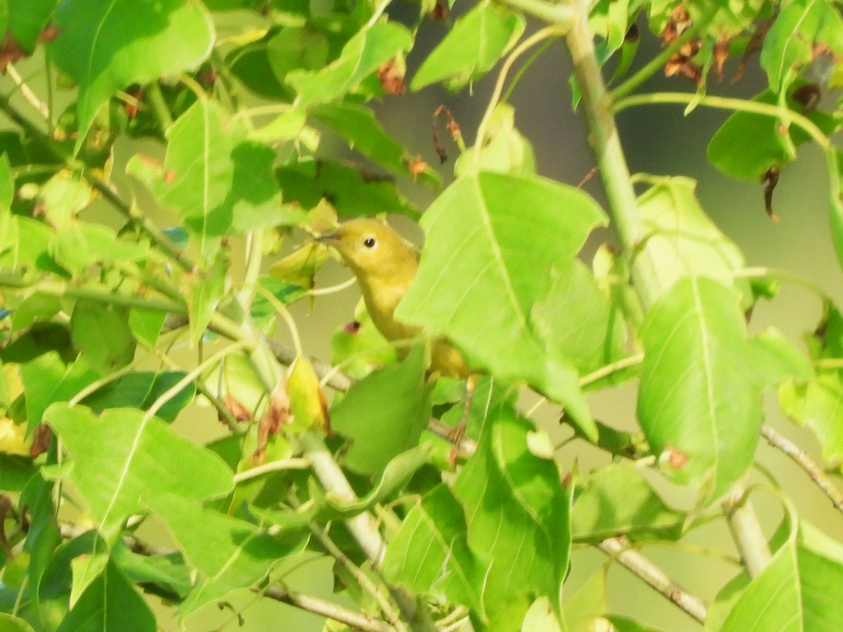 Yellow Warbler - ML641303228
