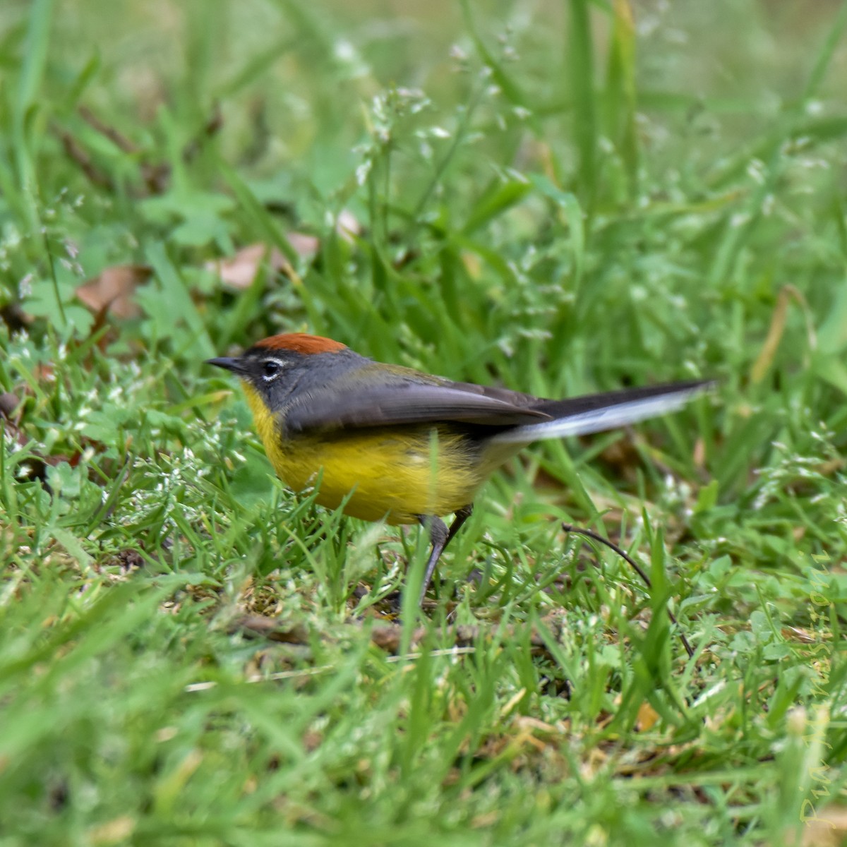 Brown-capped Redstart - ML641303229