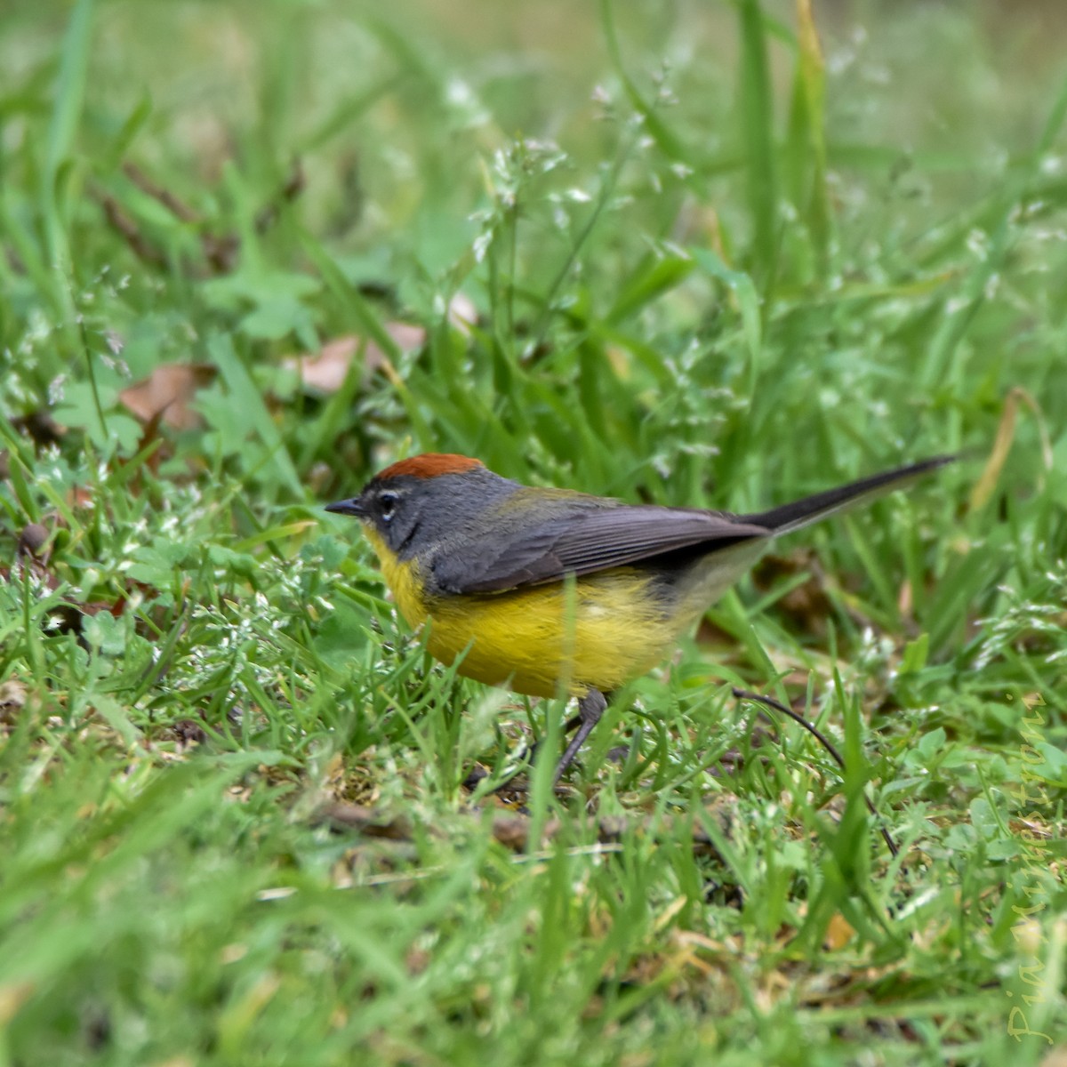 Brown-capped Redstart - ML641303230