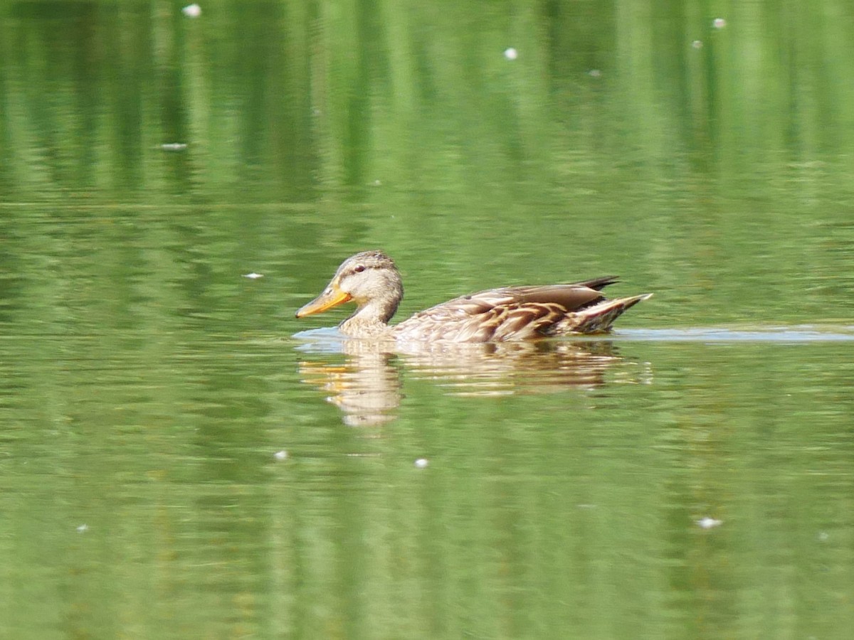 Mallard x Mexican Duck (hybrid) - ML641303235