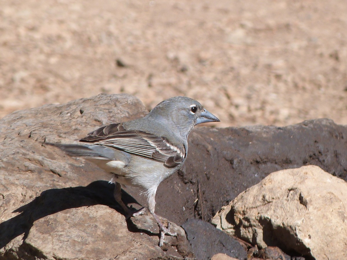 Tenerife Blue Chaffinch - ML641303282