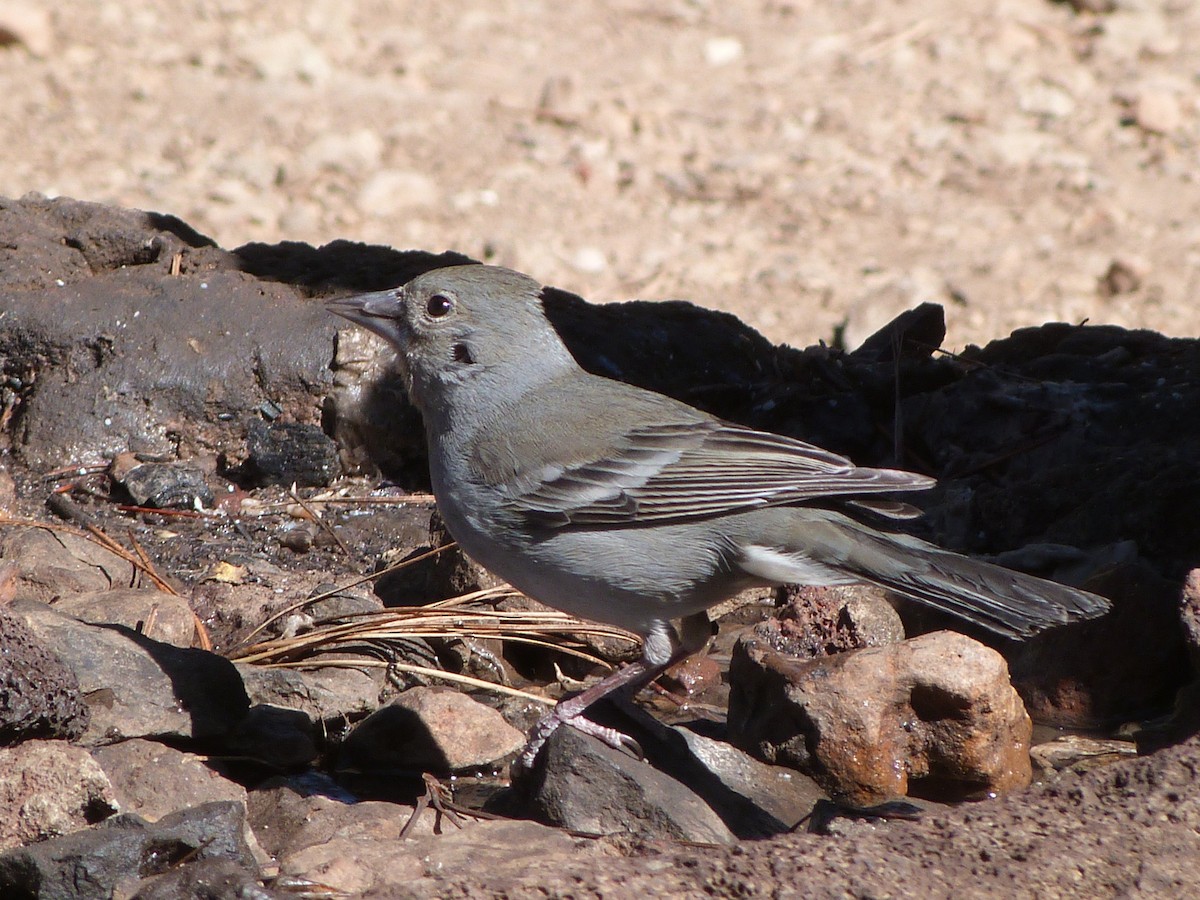 Tenerife Blue Chaffinch - ML641303283