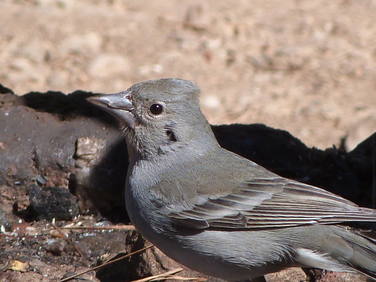 Tenerife Blue Chaffinch - ML641303284