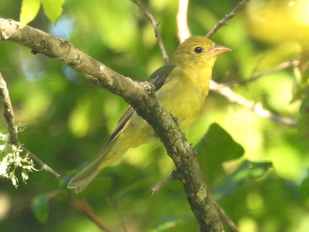 Scarlet Tanager - ML641303297