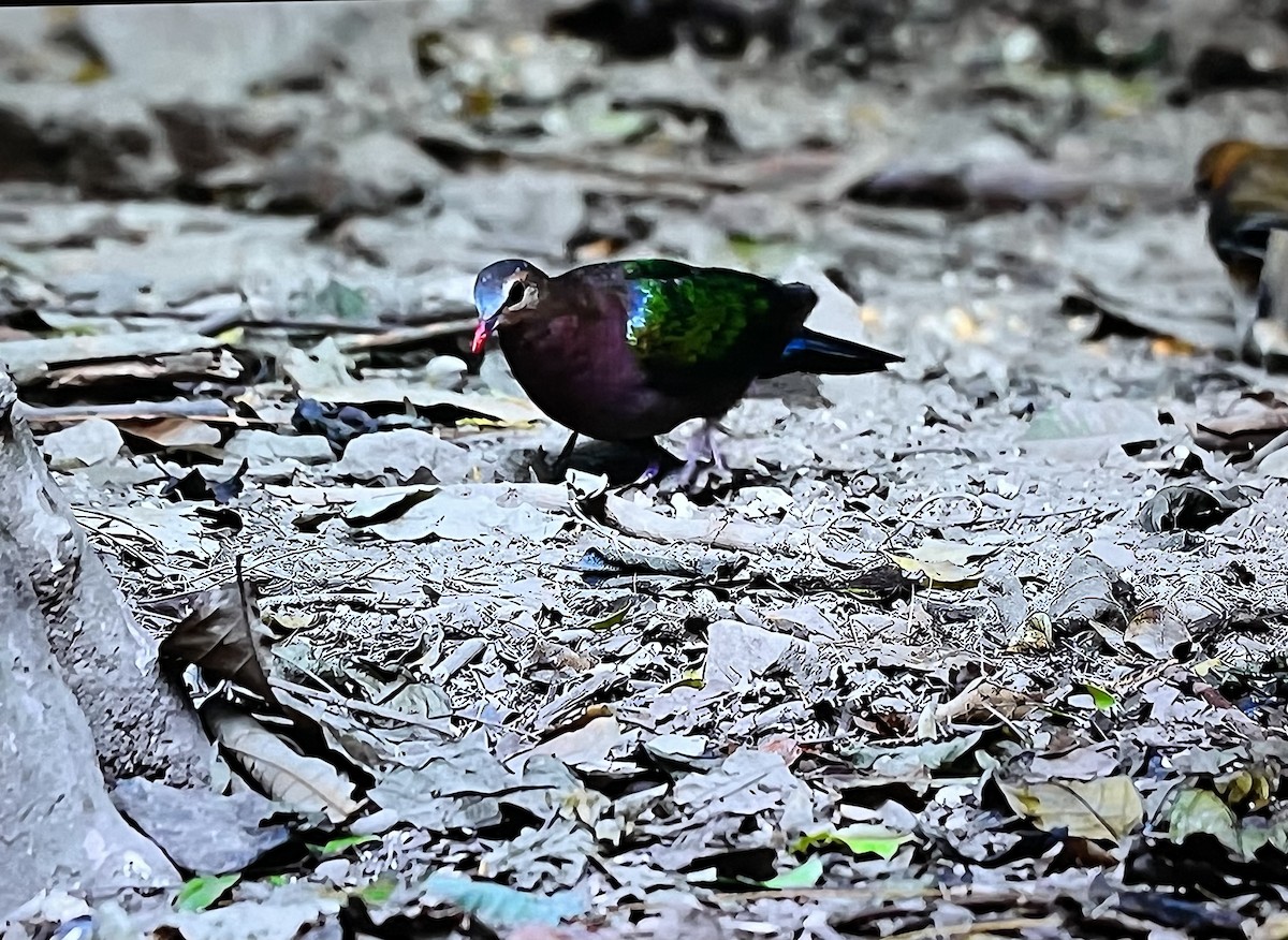 Asian Emerald Dove - ML641303319