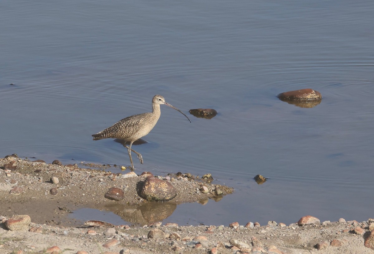 Long-billed Curlew - ML641303366