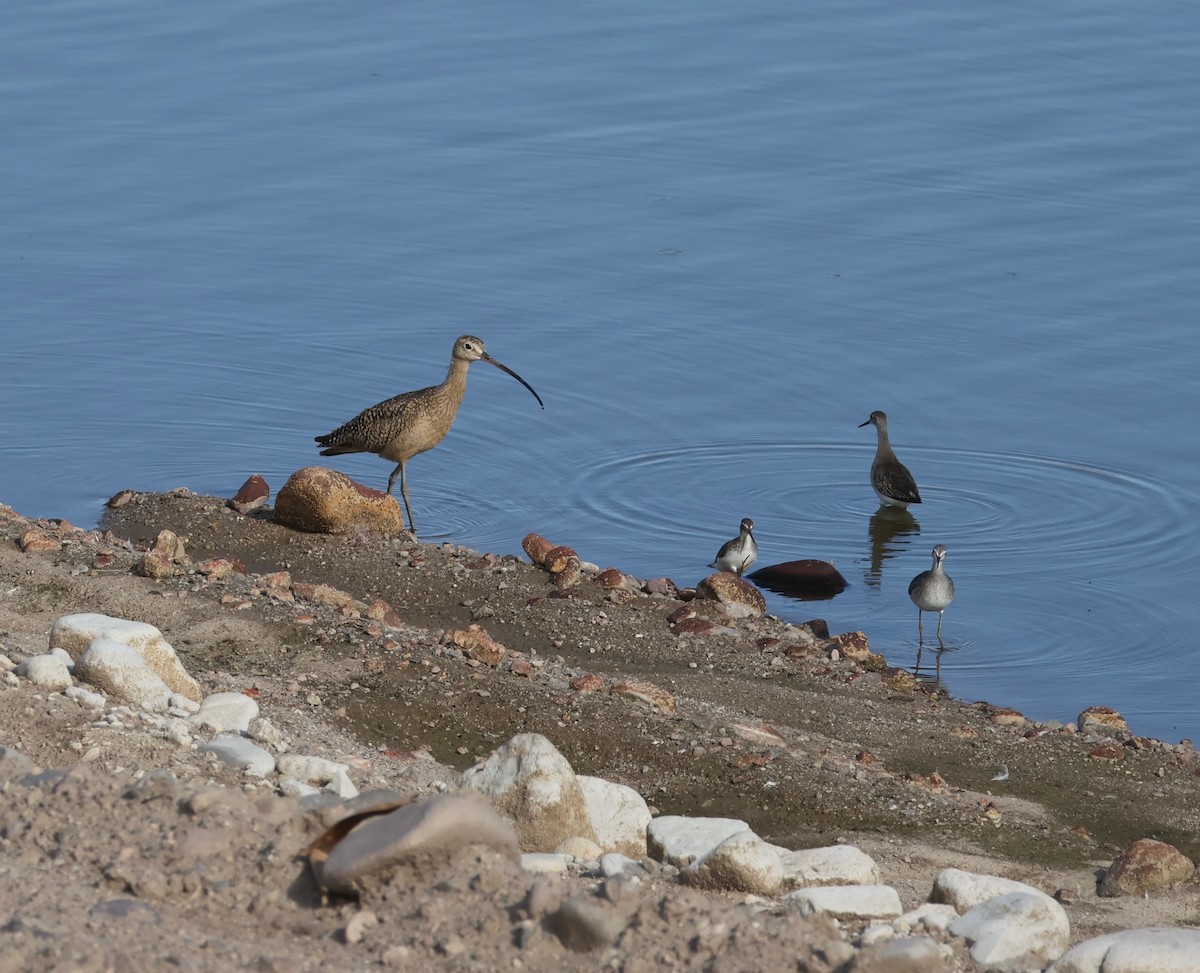 Long-billed Curlew - ML641303367
