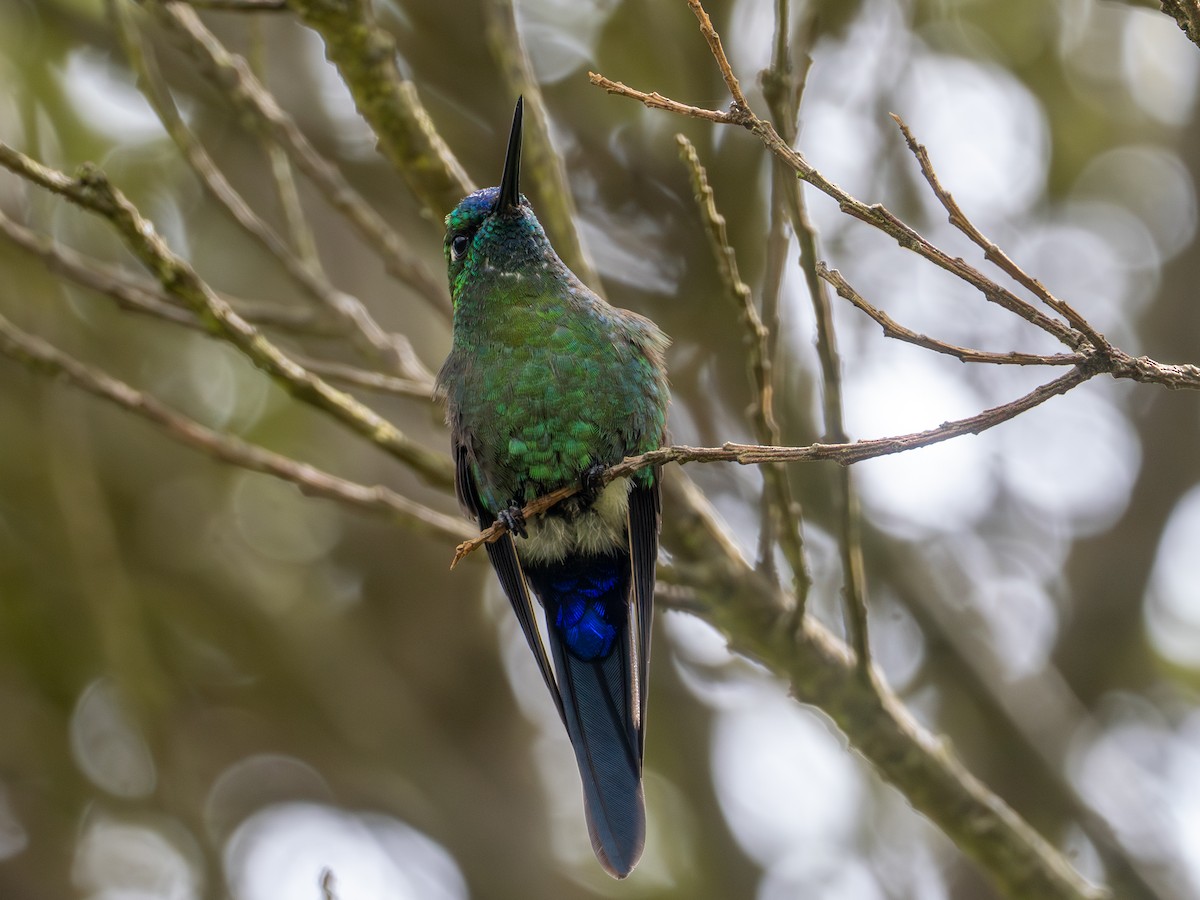 Sapphire-vented Puffleg (Sapphire-vented) - ML641303381
